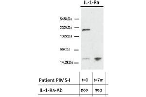 anti-Interleukin 1 Receptor Antagonist (IL1RN) (Center) antibody