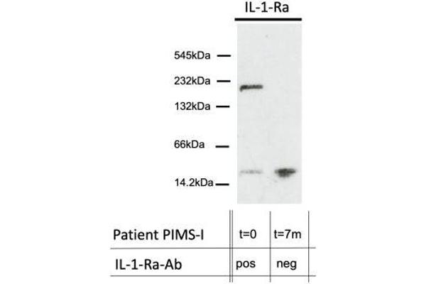 IL1RN anticorps  (Center)