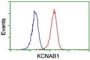 Image no. 2 for anti-Potassium Voltage-Gated Channel, Shaker-Related Subfamily, beta Member 1 (KCNAB1) antibody (ABIN1498996)