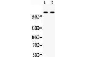 Image no. 1 for anti-Inositol 1,4,5-Trisphosphate Receptor, Type 3 (ITPR3) (AA 70-95), (N-Term) antibody (ABIN3043863)