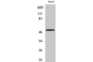 Image no. 1 for anti-Cytochrome P450, Family 2, Subfamily W, Polypeptide 1 (CYP2W1) (Internal Region) antibody (ABIN3184192)