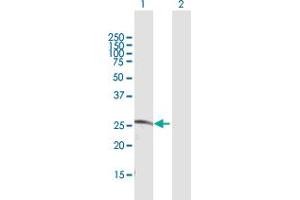 Image no. 1 for anti-CDC42 Effector Protein (Rho GTPase Binding) 2 (CDC42EP2) (AA 1-210) antibody (ABIN948941)
