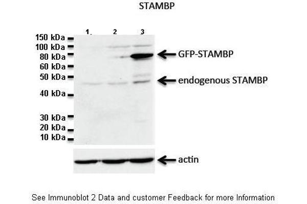 anti-Cell Division Cycle 26 Homolog (CDC26) (C-Term) antibody
