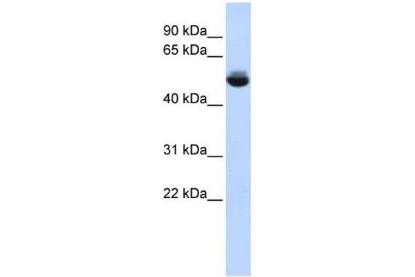 TRAM1L1 抗体  (Middle Region)