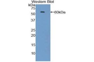 Image no. 1 for anti-Heat Shock 70kDa Protein 1A (HSPA1A) (AA 1-641) antibody (ABIN1078112)