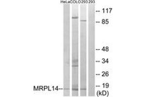 Image no. 1 for anti-Mitochondrial Ribosomal Protein L14 (MRPL14) (AA 96-145) antibody (ABIN1534519)