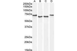 Image no. 6 for anti-Acetylcholinesterase (AChE) (C-Term) antibody (ABIN185357)