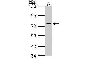 Image no. 1 for anti-Zinc Finger Protein 143 (ZNF143) (C-Term) antibody (ABIN2855424)