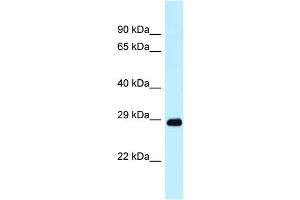 Image no. 1 for anti-DNA-Damage Regulated Autophagy Modulator 1 (DRAM1) (N-Term) antibody (ABIN2782961)