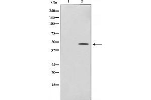 Image no. 5 for anti-Jun Proto-Oncogene (JUN) (pSer243) antibody (ABIN6255121)