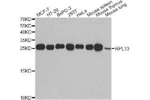 Image no. 7 for anti-Ribosomal Protein L13 (RPL13) antibody (ABIN6147109)