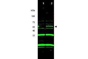 Western blot using  purified anti-ING3 antibody shows detection of a band at ~55 kDa corresponding to ING3 in RKO cells transfected with ING3 (lane 2).