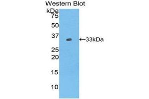 Image no. 1 for anti-Vang-Like 1 (Vangl1) (AA 229-476) antibody (ABIN1860912)