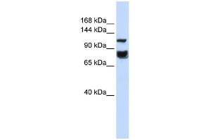 Image no. 1 for anti-Histone Deacetylase 4 (HDAC4) (Middle Region) antibody (ABIN2778342)