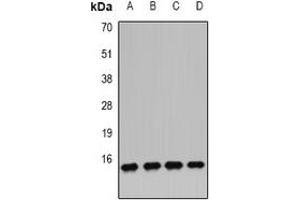 Image no. 1 for anti-Interferon, alpha-Inducible Protein 6 (IFI6) antibody (ABIN3197692)