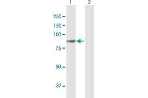 Western Blot analysis of COL8A1 expression in transfected 293T cell line by COL8A1 MaxPab polyclonal antibody.