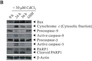 Image no. 7 for anti-Poly (ADP-Ribose) Polymerase 1 (PARP1) (Center) antibody (ABIN2854798)