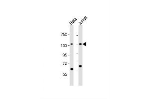 Image no. 2 for anti-Splicing Factor 3b, Subunit 3, 130kDa (SF3B3) (AA 1046-1074), (C-Term) antibody (ABIN656631)