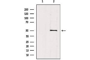 Image no. 1 for anti-Vang-Like 1 (Vangl1) (Internal Region) antibody (ABIN6258565)