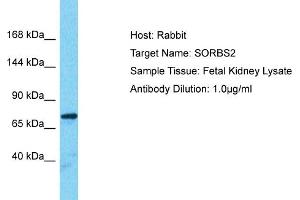 Image no. 1 for anti-Sorbin and SH3 Domain Containing 2 (Sorbs2) (Middle Region) antibody (ABIN2792074)