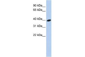 Image no. 1 for anti-ADP-Ribosylation Factor-Like 13B (ARL13B) (Middle Region) antibody (ABIN2785090)
