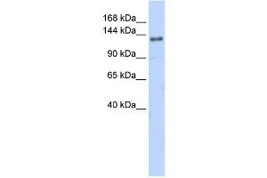 Image no. 1 for anti-Eukaryotic Translation Initiation Factor 4 gamma 2 (EIF4G2) (N-Term) antibody (ABIN2778774)