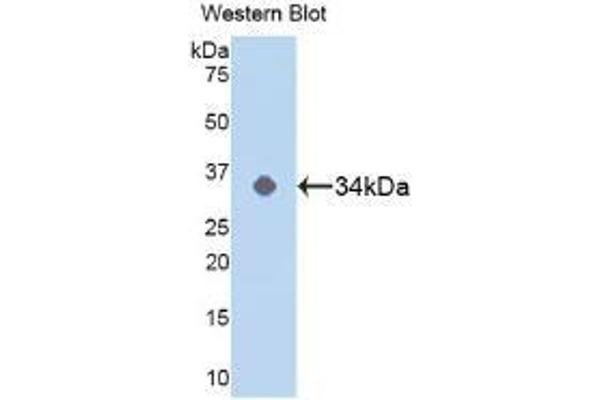 MAPK14 antibody  (AA 19-279)