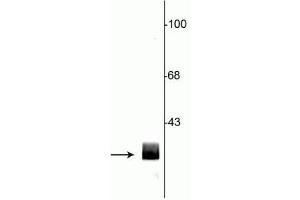 Image no. 2 for anti-14-3-3 alpha + beta (YWHAB) (C-Term) antibody (ABIN361389)
