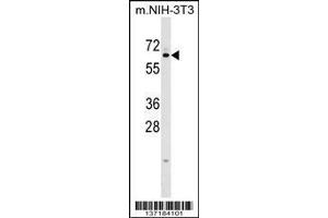 Image no. 1 for anti-Kelch-Like 12 (Drosophila) (KLHL12) (AA 376-404), (C-Term) antibody (ABIN1537222)