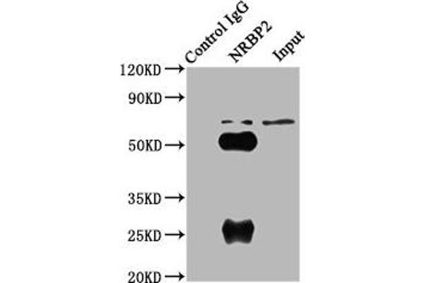 NRBP2 抗体  (AA 12-258)