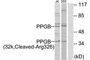 Image no. 1 for anti-Cathepsin A (CTSA) (AA 277-326), (Cleaved-Arg326) antibody (ABIN1536139)