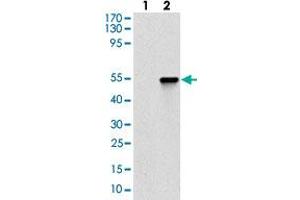 Image no. 6 for anti-Catenin, beta Like 1 (CTNNBL1) antibody (ABIN5576182)