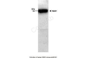 Image no. 1 for anti-NLR Family, Pyrin Domain Containing 2 (NLRP2) antibody (ABIN363311)