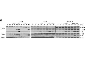 Image no. 54 for anti-Glyceraldehyde-3-Phosphate Dehydrogenase (GAPDH) (Center) antibody (ABIN2857072)