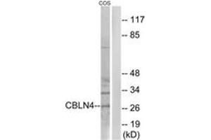 Image no. 1 for anti-Cerebellin 4 Precursor (CBLN4) (AA 141-190) antibody (ABIN1534762)