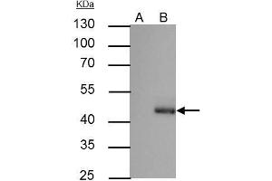 Image no. 2 for anti-CCAAT/enhancer Binding Protein (C/EBP), alpha (CEBPA) (N-Term) antibody (ABIN2854832)