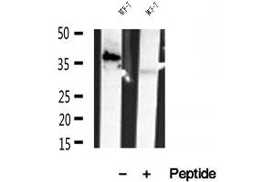 anti-Protein Kinase C, delta Binding Protein (PRKCDBP) (Internal Region) antibody