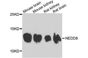 Image no. 1 for anti-Neural Precursor Cell Expressed, Developmentally Down-Regulated 8 (NEDD8) antibody (ABIN3021596)