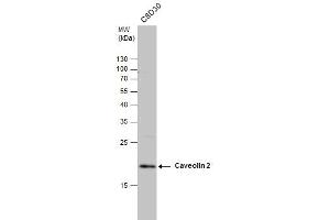 Image no. 3 for anti-Caveolin 2 (CAV2) (N-Term) antibody (ABIN2856589)