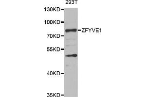 Image no. 1 for anti-Zinc Finger, FYVE Domain Containing 1 (ZFYVE1) antibody (ABIN3048851)
