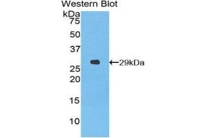 Image no. 1 for anti-Torsin A Interacting Protein 2 (TOR1AIP2) (AA 250-475) antibody (ABIN1860833)