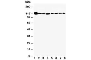 Image no. 4 for anti-Vinculin (VCL) (AA 173-188) antibody (ABIN3029596)