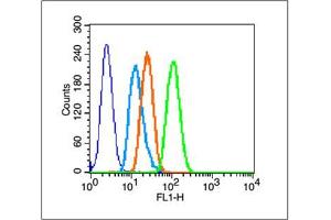 Image no. 3 for anti-Heat Shock 27kDa Protein 1 (HSPB1) (AA 101-205) antibody (ABIN672441)