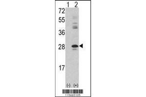 Image no. 1 for anti-Protein Kinase C, delta Binding Protein (PRKCDBP) (AA 113-144) antibody (ABIN392215)