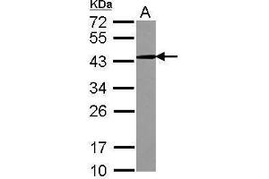 Image no. 1 for anti-CD82 (CD82) (C-Term) antibody (ABIN2854817)