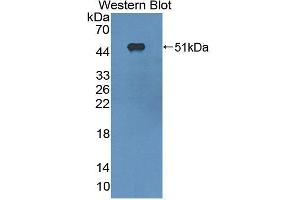 Image no. 1 for anti-Reticulon 1 (RTN1) (AA 593-780) antibody (ABIN5014269)