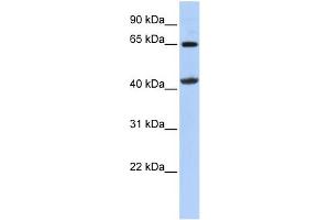 Image no. 1 for anti-Glycine Amidinotransferase (L-Arginine:glycine Amidinotransferase) (GATM) (Middle Region) antibody (ABIN2783416)