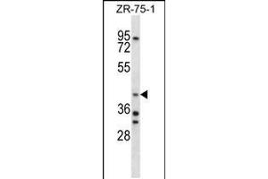 Image no. 2 for anti-Aryl Hydrocarbon Receptor Interacting Protein (AIP) (AA 293-321), (C-Term) antibody (ABIN5533225)