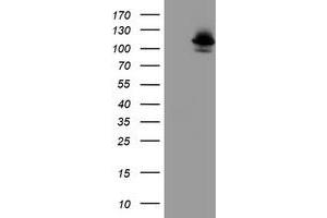 Image no. 2 for anti-Dipeptidyl-Peptidase 8 (DPP8) antibody (ABIN1497835)