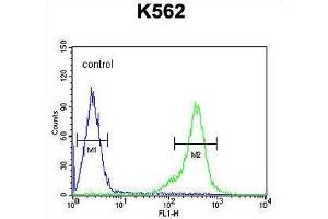 Image no. 1 for anti-Testis Expressed 13B (TEX13B) (AA 279-309), (C-Term) antibody (ABIN955166)
